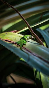Превью обои ящерица, рептилия, зеленый, листья