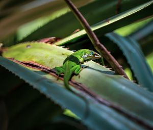 Превью обои ящерица, рептилия, зеленый, листья
