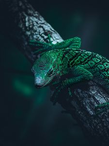 Превью обои ящерица, рептилия, зеленый