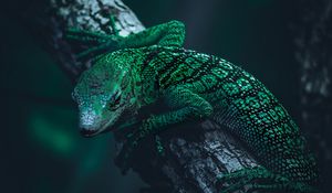 Превью обои ящерица, рептилия, зеленый