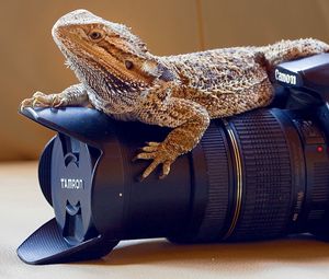 Превью обои ящерица, варан, фотоаппарат, объектив