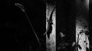 Превью обои ящерица, животное, чб