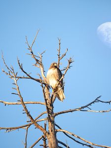 Превью обои ястреб, птица, дерево, ветки, наблюдение, дикая природа