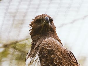 Превью обои ястреб, птица, хищник, коричневый