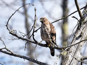 Превью обои ястреб, птица, хищник, коричневый, ветка, дикая природа