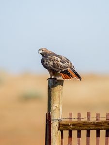 Превью обои ястреб, забор, птица, дикая природа