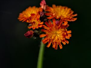 Превью обои ястребинка, цветы, лепестки, макро