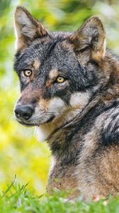 Превью обои иберийский волк, волк, хищник, дикая природа