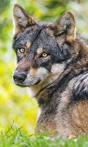 Превью обои иберийский волк, волк, хищник, дикая природа