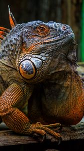 Превью обои игуана, чешуя, шипы, рептилия