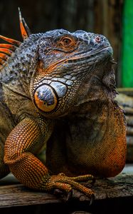 Превью обои игуана, чешуя, шипы, рептилия