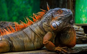 Превью обои игуана, чешуя, шипы, рептилия