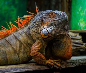 Превью обои игуана, чешуя, шипы, рептилия