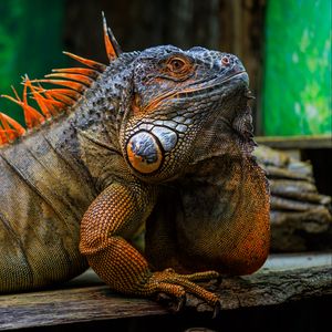 Превью обои игуана, чешуя, шипы, рептилия