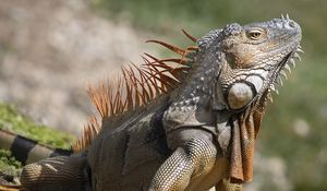 Превью обои игуана, дикая природа, рептилия, размытие