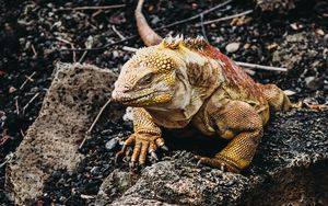 Превью обои игуана, ящерица, рептилия, камни