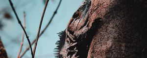 Превью обои игуана, ящерица, рептилия, чешуя, дерево