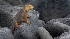 Превью обои игуана, ящерица, рептилия, чешуя, камни