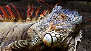 Превью обои игуана, ящерица, рептилия