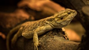 Превью обои игуана, ящерица, рептилия, бревно