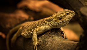 Превью обои игуана, ящерица, рептилия, бревно