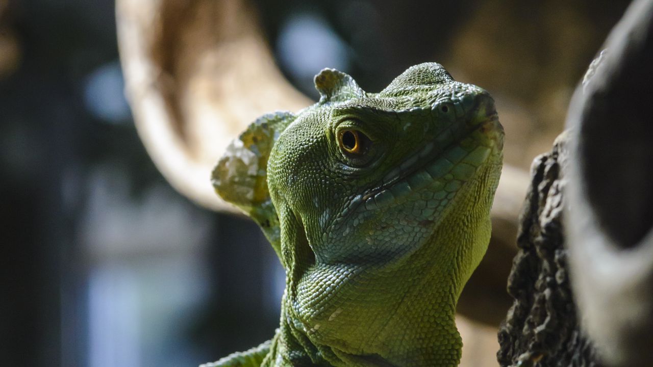 Обои игуана, ящерица, рептилия, камень