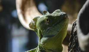 Превью обои игуана, ящерица, рептилия, камень