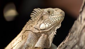 Превью обои игуана, ящерица, рептилия, кора, дикая природа