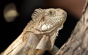 Превью обои игуана, ящерица, рептилия, кора, дикая природа