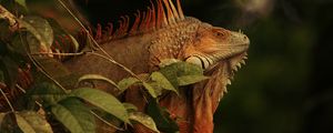 Превью обои игуана, ящерица, рептилия, ветка, коричневый