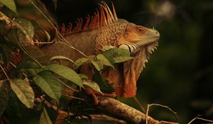 Превью обои игуана, ящерица, рептилия, ветка, коричневый