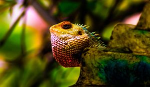 Превью обои игуана, рептилия, чешуя, окрас