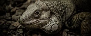 Превью обои игуана, рептилия, чешуя, камни