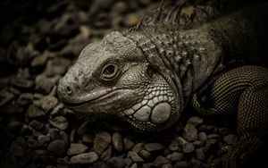 Превью обои игуана, рептилия, чешуя, камни