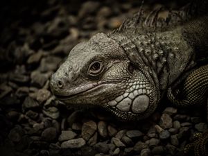 Превью обои игуана, рептилия, чешуя, камни