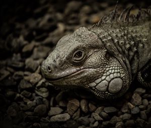Превью обои игуана, рептилия, чешуя, камни