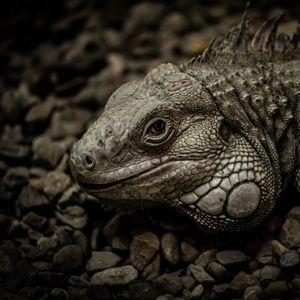 Превью обои игуана, рептилия, чешуя, камни