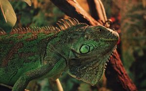 Превью обои игуана, рептилия, чешуя, животное
