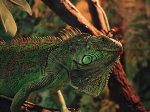 Превью обои игуана, рептилия, чешуя, животное