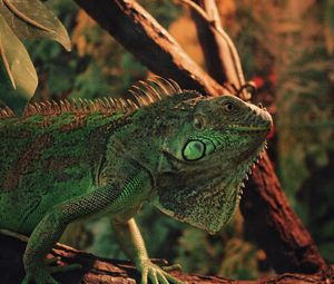 Превью обои игуана, рептилия, чешуя, животное