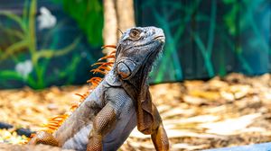 Превью обои игуана, рептилия, ящерица, оранжевый