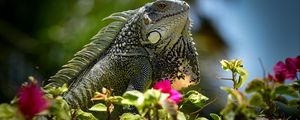 Превью обои игуана, рептилия, ящерица, цветы