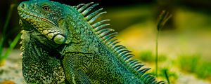 Превью обои игуана, рептилия, ящерица, зеленый, размытие