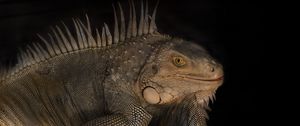 Превью обои игуана, рептилия, ящерица, темнота