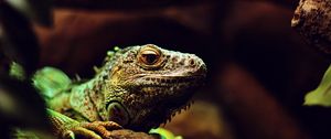 Превью обои игуана, рептилия, ящерица, размытие, камень