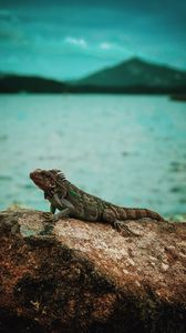 Превью обои игуана, рептилия, камень