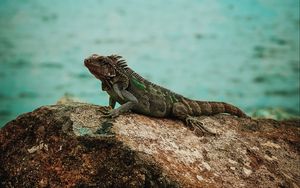 Превью обои игуана, рептилия, камень