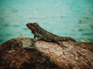 Превью обои игуана, рептилия, камень