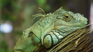 Превью обои игуана, рептилия, зеленый, дерево