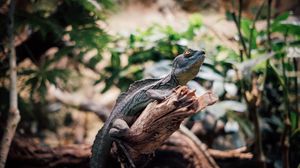 Превью обои игуана, рептилия, животное, ветка